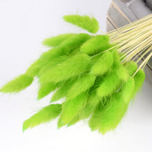 30Pcs/lot Gradient Lagurus Ovatus Natural Dried Flowers Bouquet Wedding Home Easter Decorations Rabbit Tail Grass Real Flowers