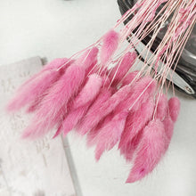 30Pcs/lot Gradient Lagurus Ovatus Natural Dried Flowers Bouquet Wedding Home Easter Decorations Rabbit Tail Grass Real Flowers
