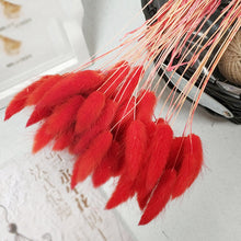 30Pcs/lot Gradient Lagurus Ovatus Natural Dried Flowers Bouquet Wedding Home Easter Decorations Rabbit Tail Grass Real Flowers