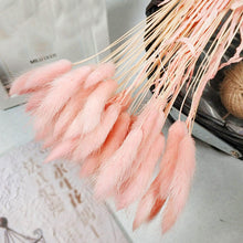 30Pcs/lot Gradient Lagurus Ovatus Natural Dried Flowers Bouquet Wedding Home Easter Decorations Rabbit Tail Grass Real Flowers