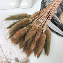 30Pcs/lot Gradient Lagurus Ovatus Natural Dried Flowers Bouquet Wedding Home Easter Decorations Rabbit Tail Grass Real Flowers