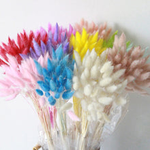 30Pcs/lot Gradient Lagurus Ovatus Natural Dried Flowers Bouquet Wedding Home Easter Decorations Rabbit Tail Grass Real Flowers