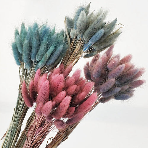 30Pcs/lot Gradient Lagurus Ovatus Natural Dried Flowers Bouquet Wedding Home Easter Decorations Rabbit Tail Grass Real Flowers