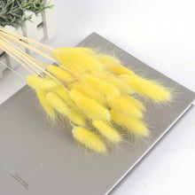 30Pcs/lot Gradient Lagurus Ovatus Natural Dried Flowers Bouquet Wedding Home Easter Decorations Rabbit Tail Grass Real Flowers