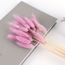 30Pcs/lot Gradient Lagurus Ovatus Natural Dried Flowers Bouquet Wedding Home Easter Decorations Rabbit Tail Grass Real Flowers